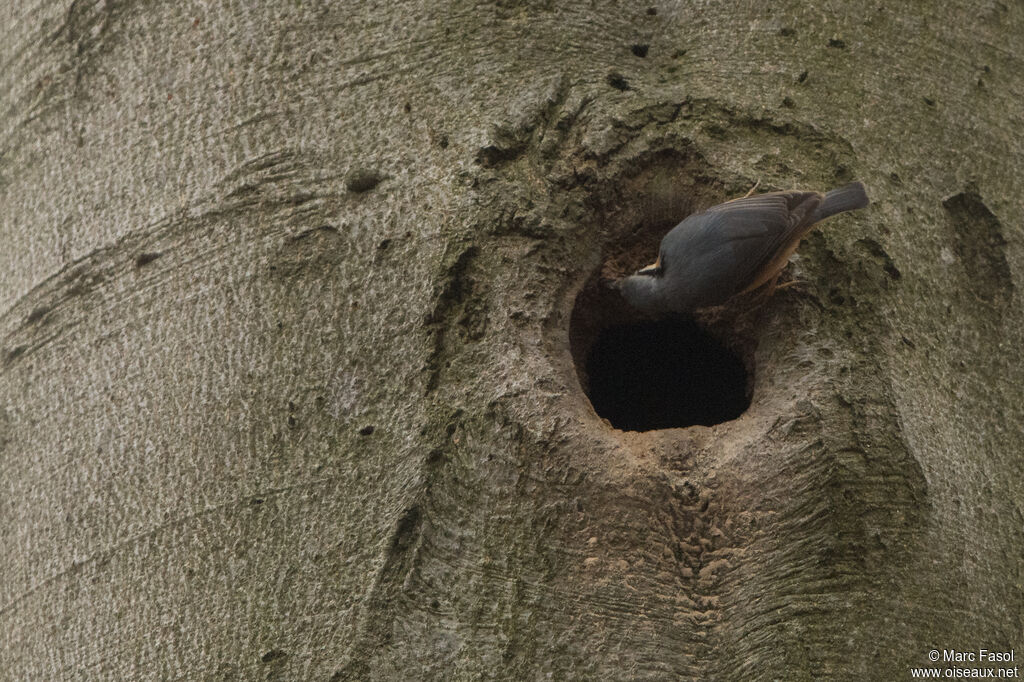 Eurasian Nuthatchadult, Reproduction-nesting