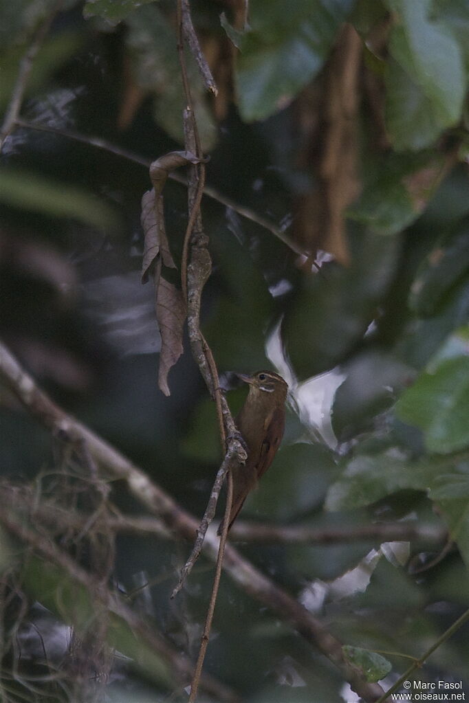 Northern Plain Xenopsadult, identification