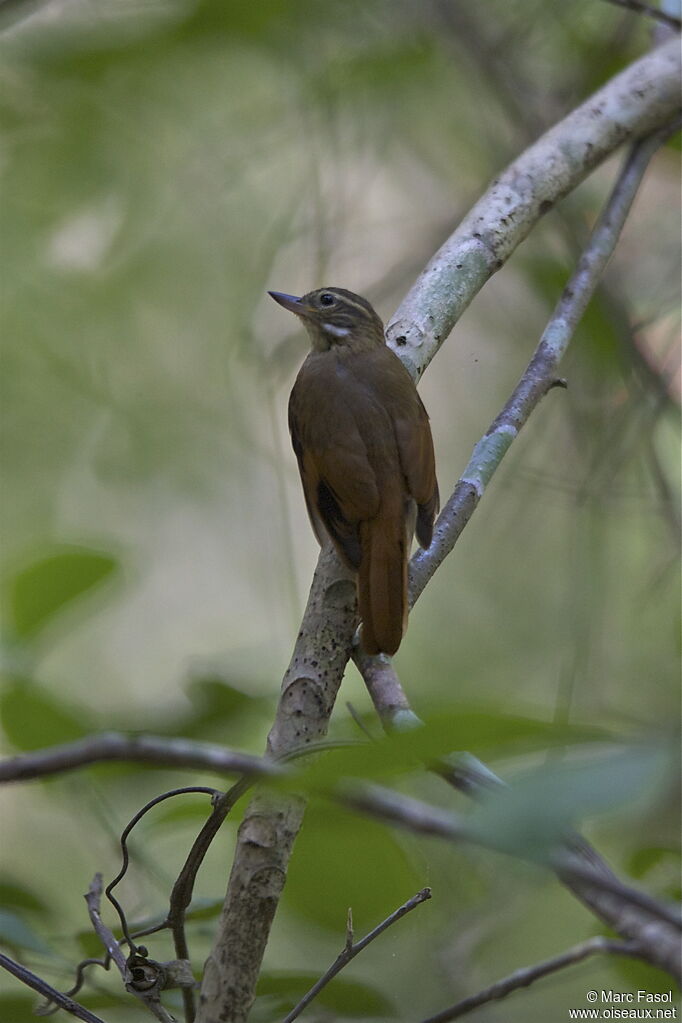 Northern Plain Xenopsadult breeding, identification