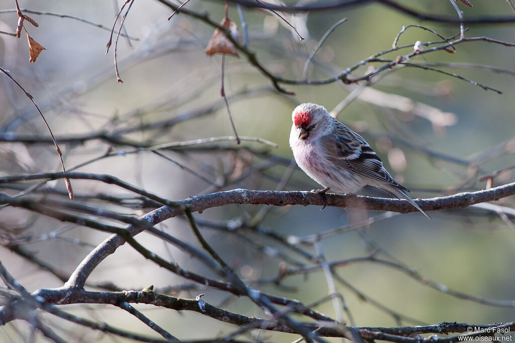 Redpoll (hornemanni) male adult, identification