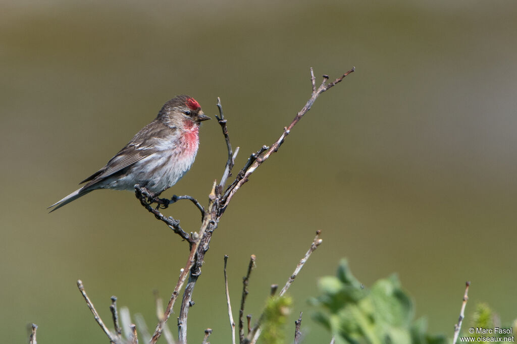 Redpoll male adult breeding, identification