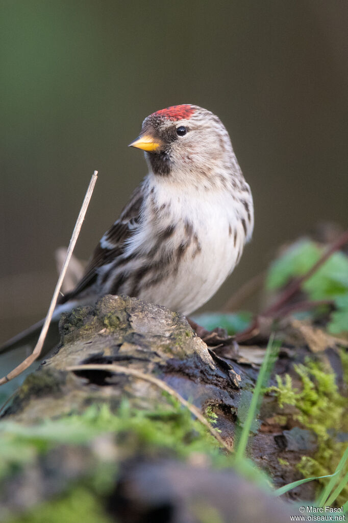 Redpoll female adult, identification