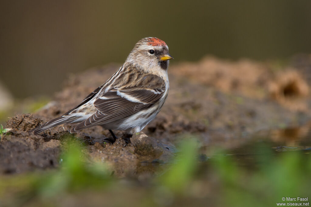 Redpoll female adult, identification, drinks