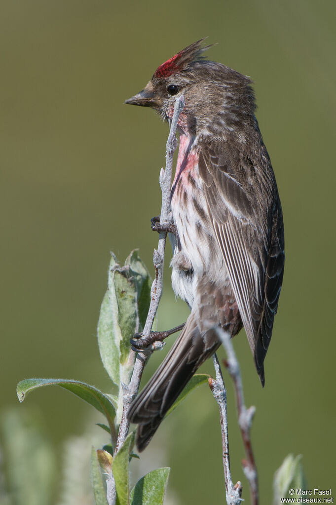 Redpoll male adult breeding, identification