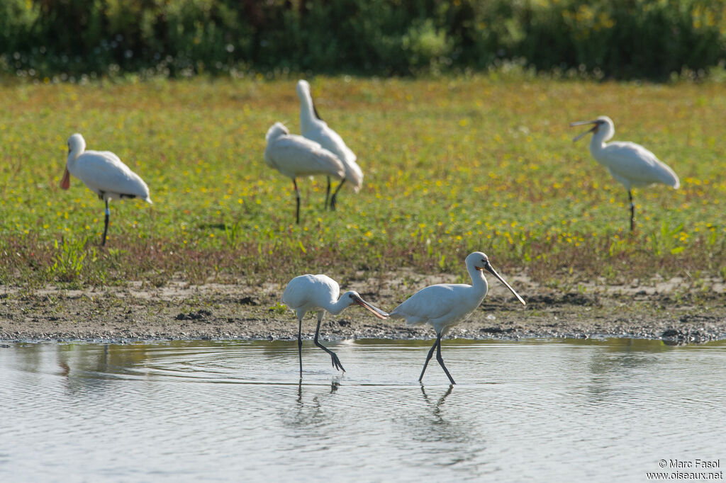 Eurasian Spoonbill, identification, Behaviour