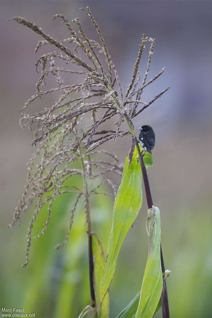 Black-and-white Seedeater male adult, feeding habits