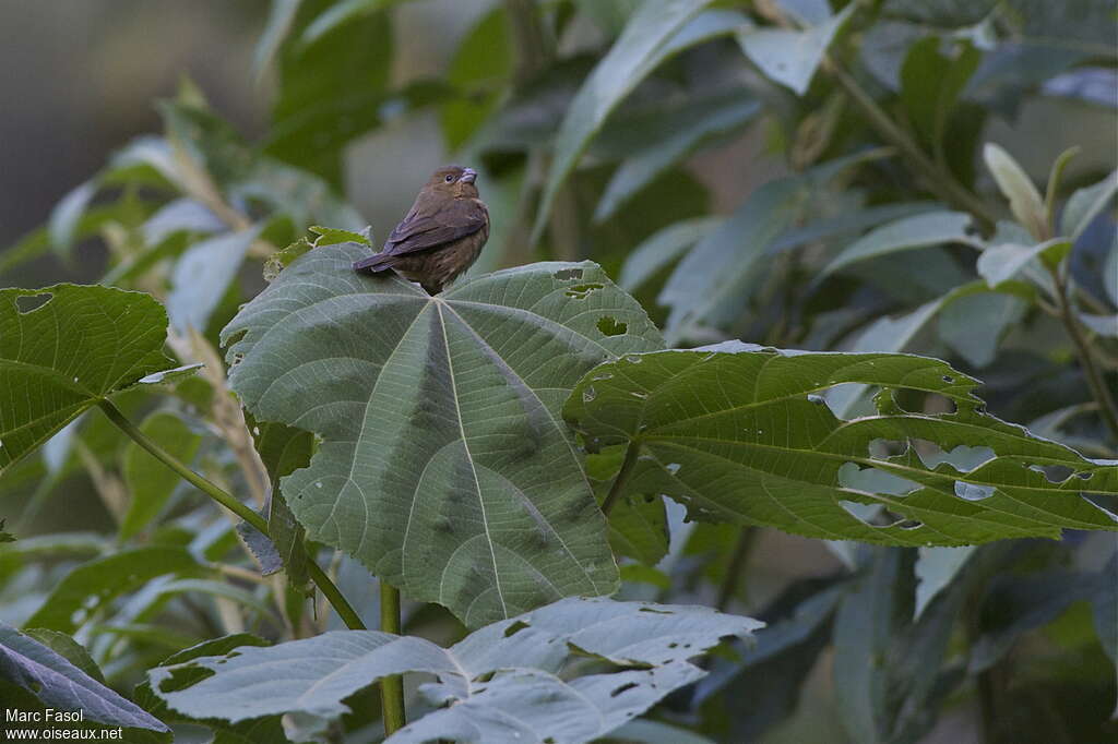 Black-and-white Seedeater female adult, habitat