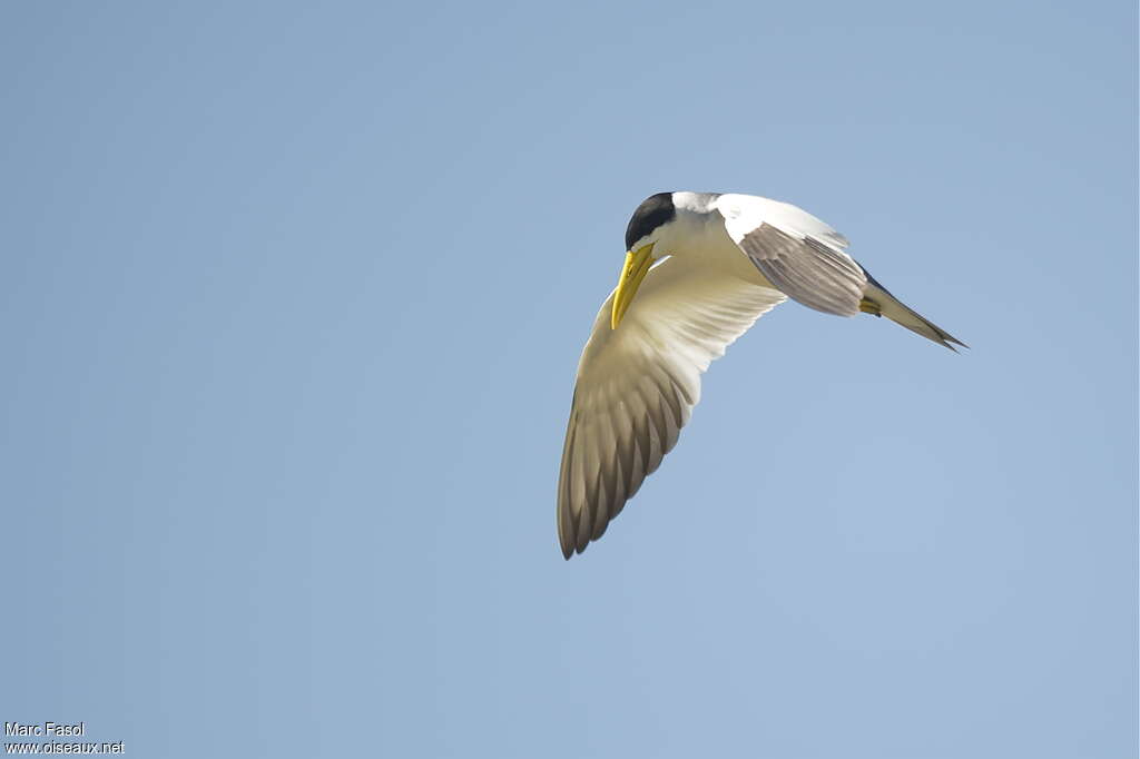 Large-billed Ternadult, Flight