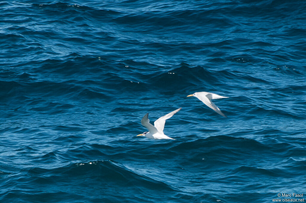 Sandwich Tern, Flight