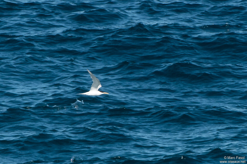 Sandwich Ternadult, Flight