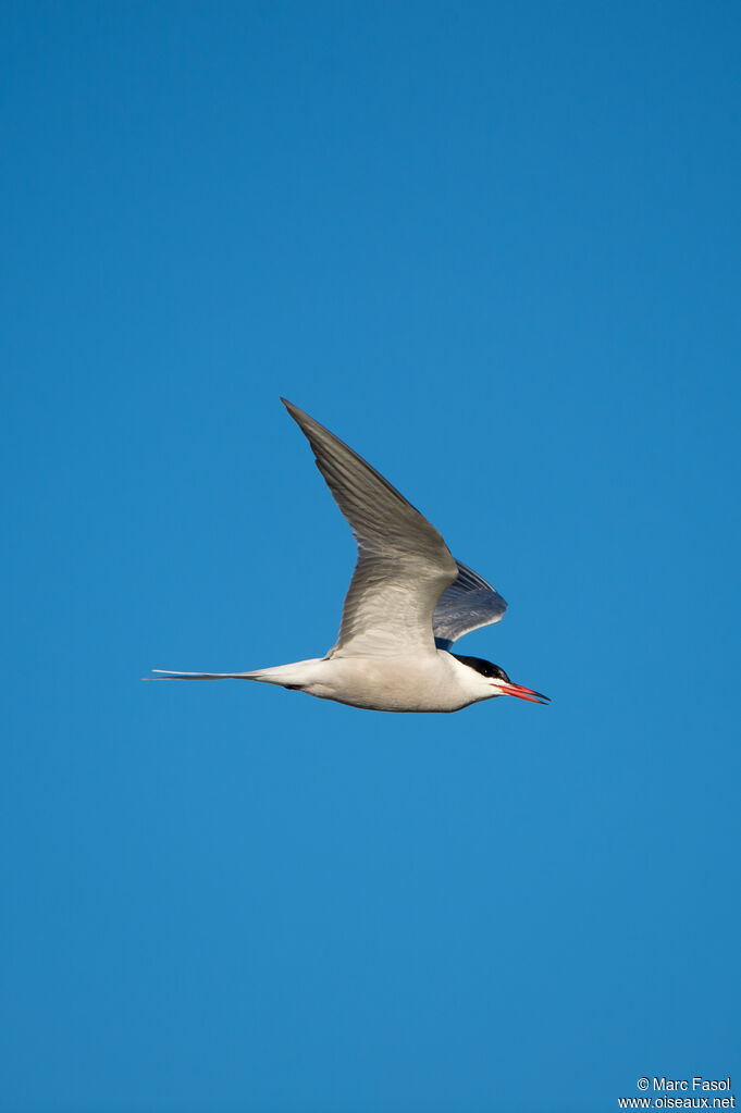 Common Ternadult breeding, Flight