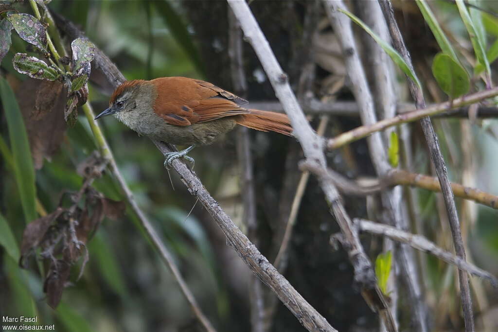 Marcapata Spinetailadult, identification