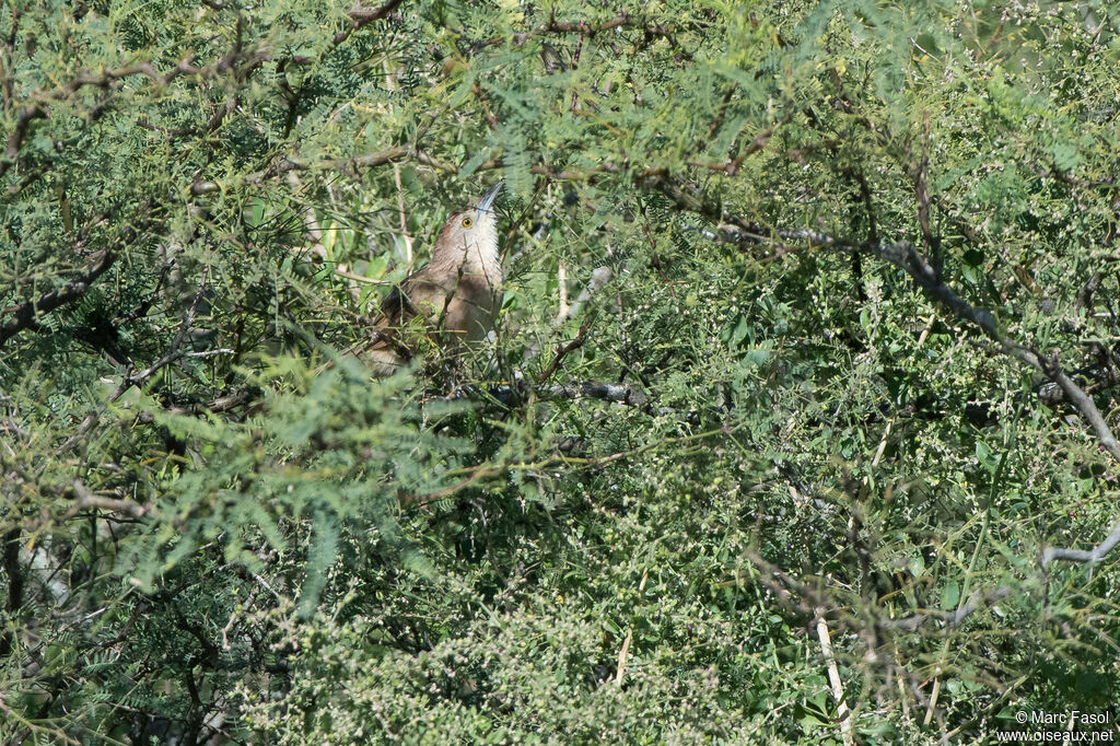 Synallaxe rousseléadulte, identification