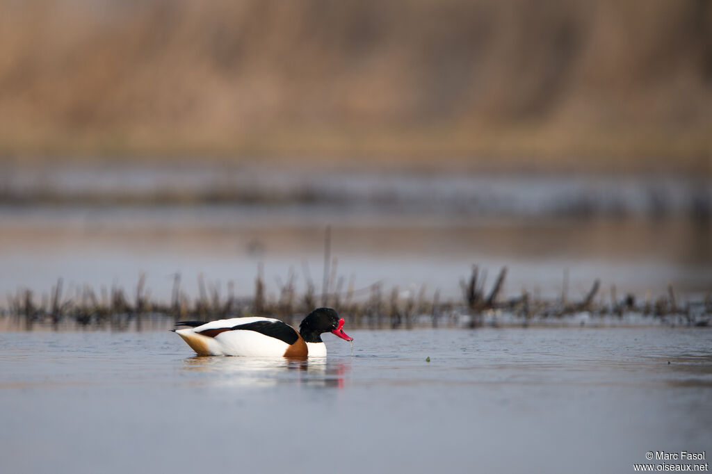 Common Shelduck male adult