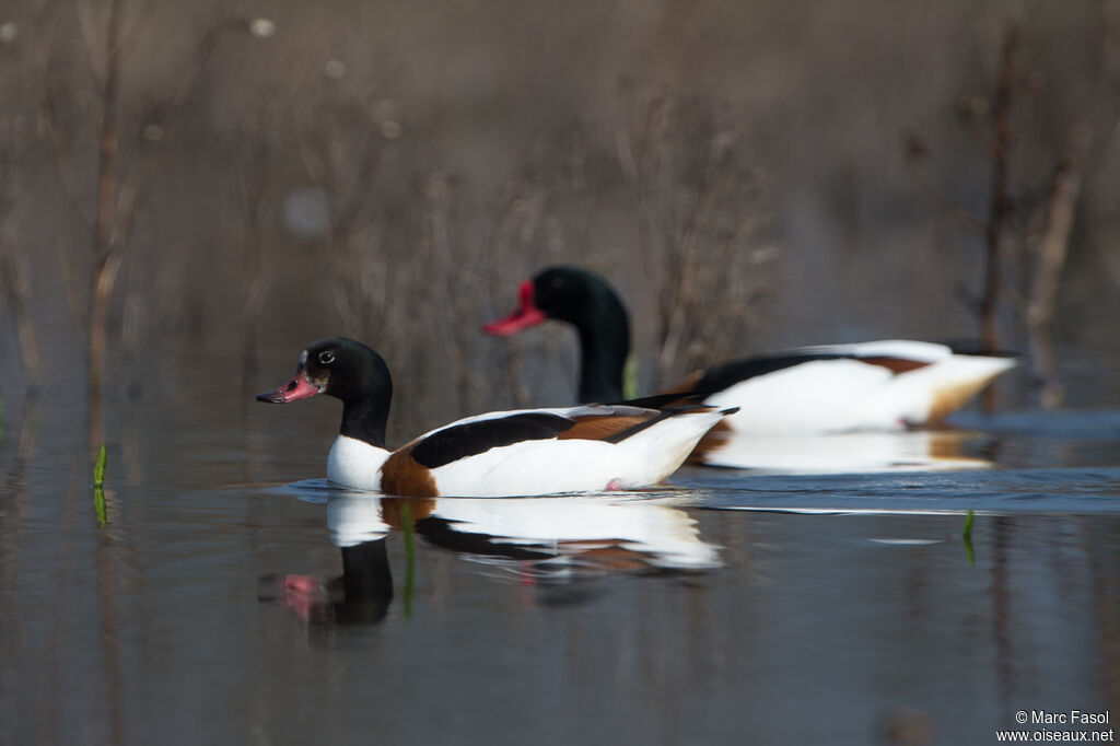 Common Shelduckadult breeding, swimming
