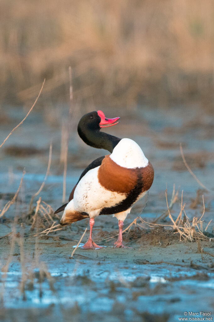 Common Shelduck male adult breeding, courting display