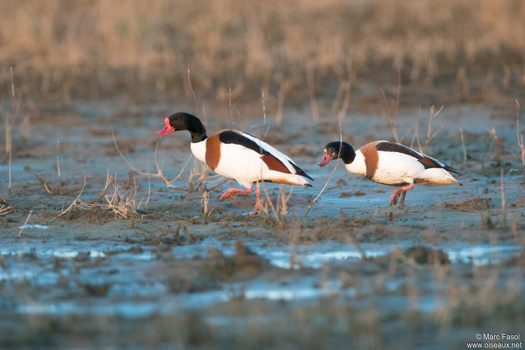 Common Shelduckadult breeding, walking, courting display