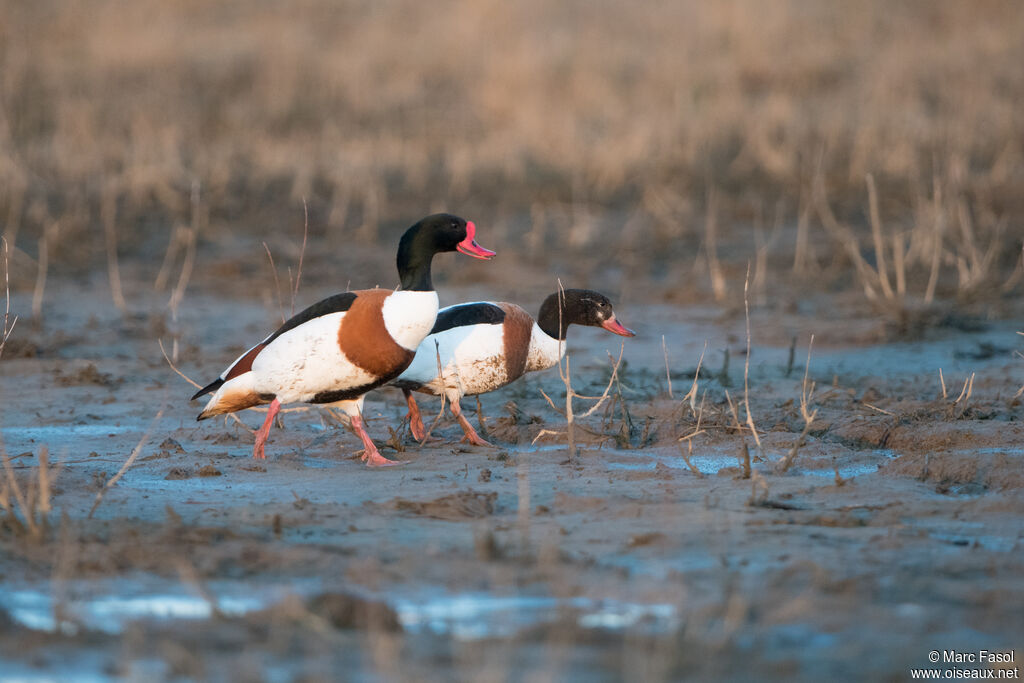 Common Shelduckadult breeding, walking, courting display