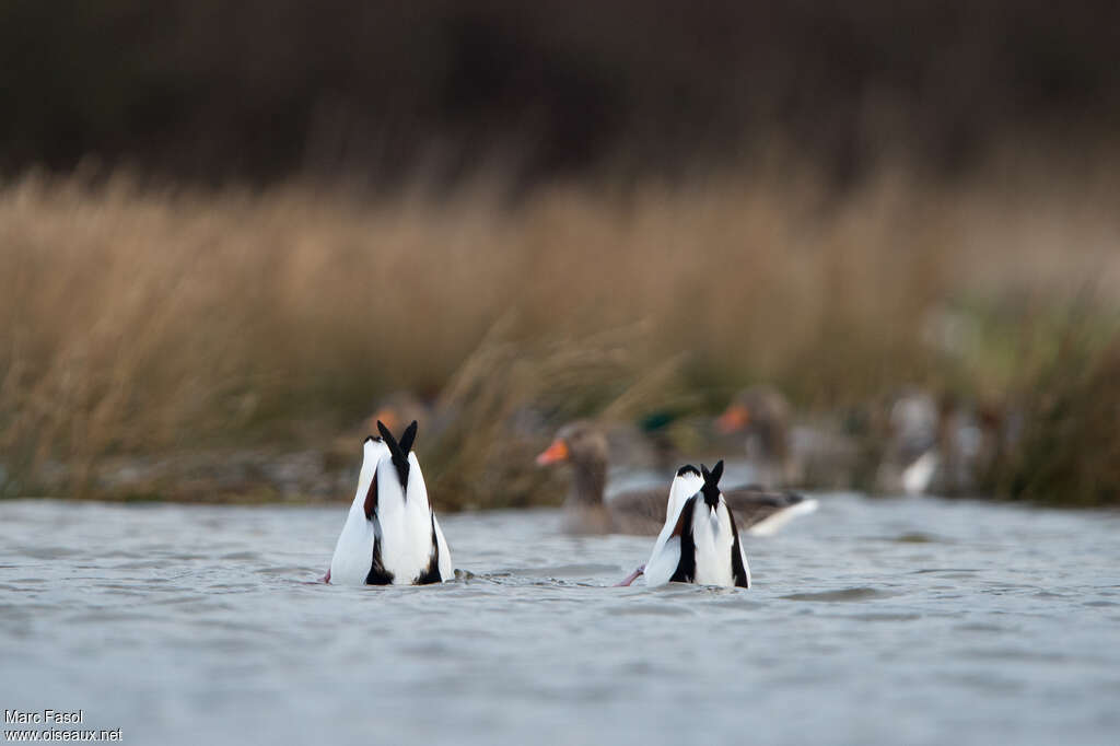 Common Shelduckadult, fishing/hunting, eats