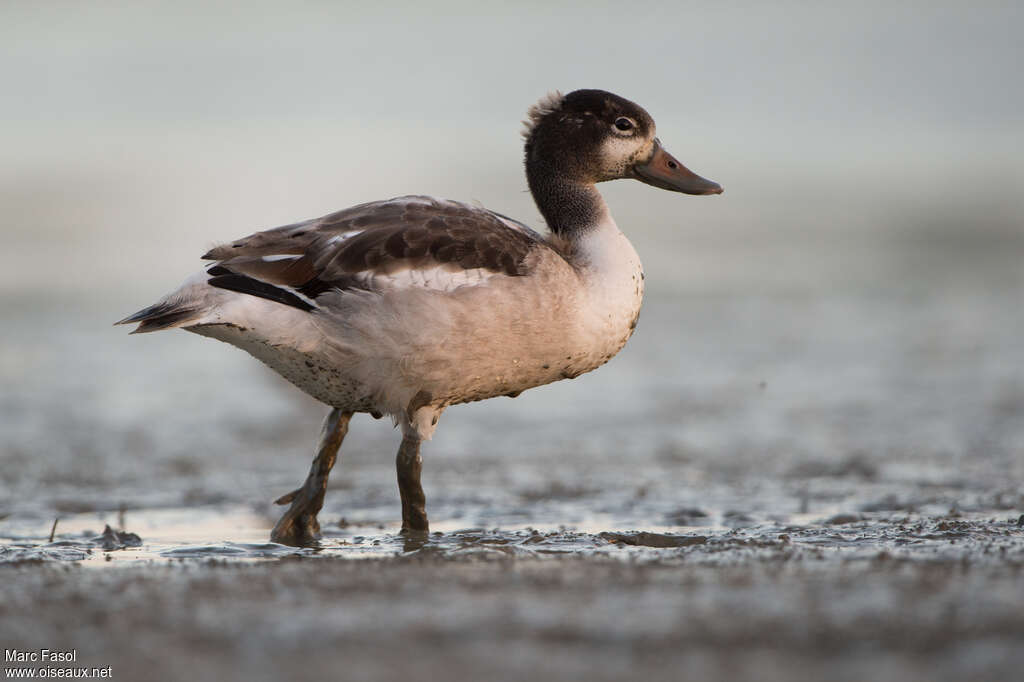 Common Shelduckjuvenile, identification