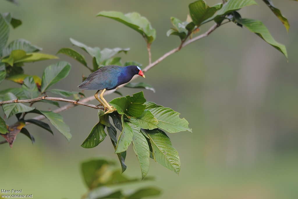 Talève violacéeadulte, identification