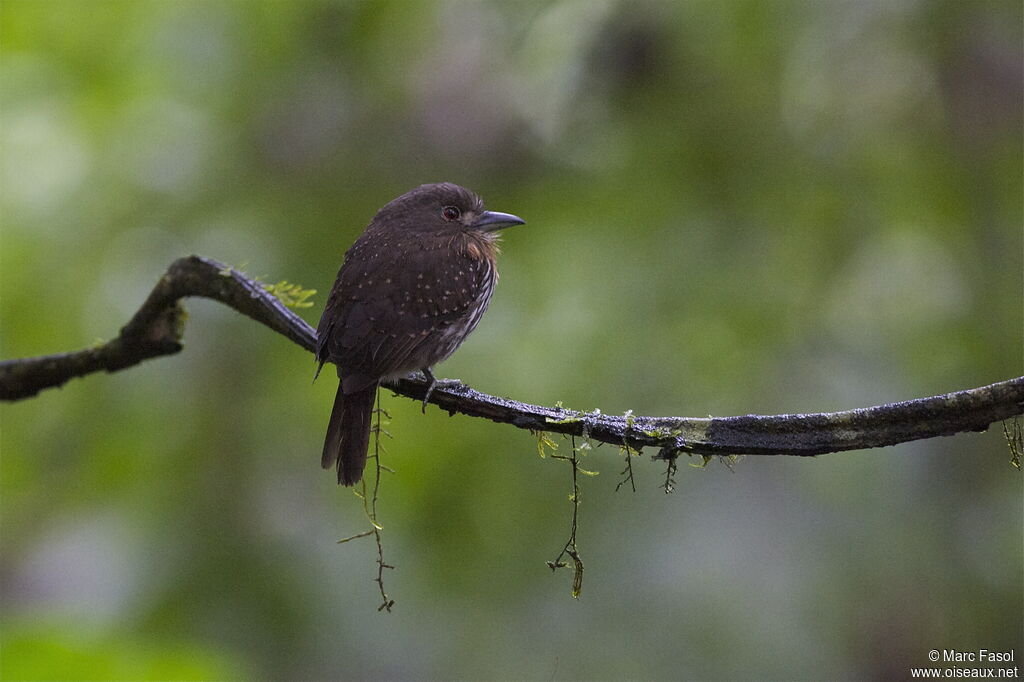 Tamatia de Lafresnayeadulte, identification