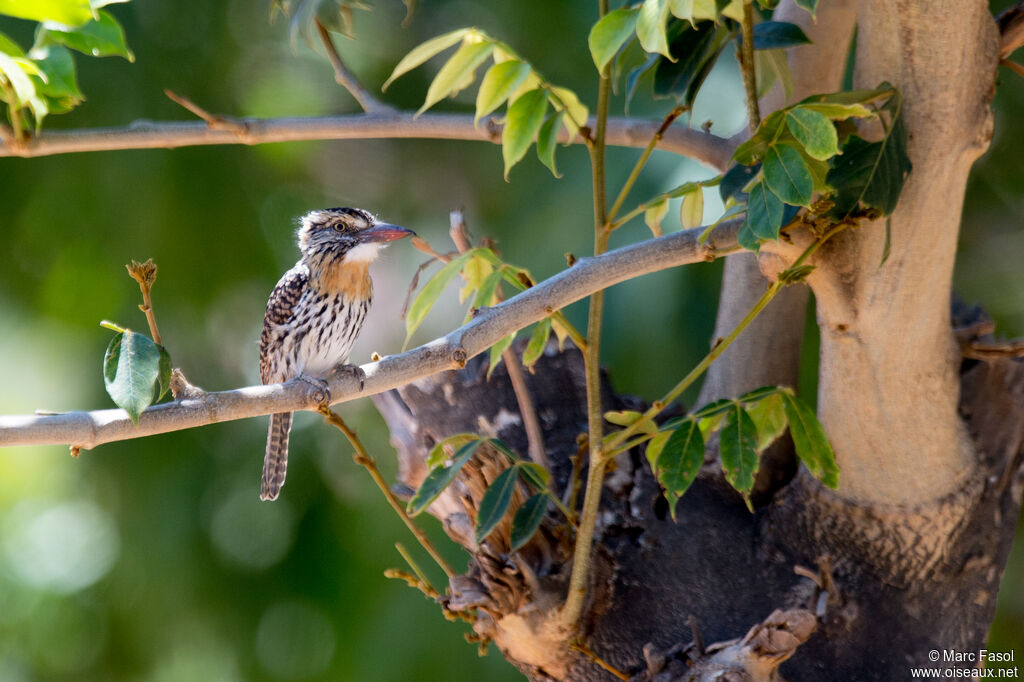 Caatinga Puffbirdadult, identification