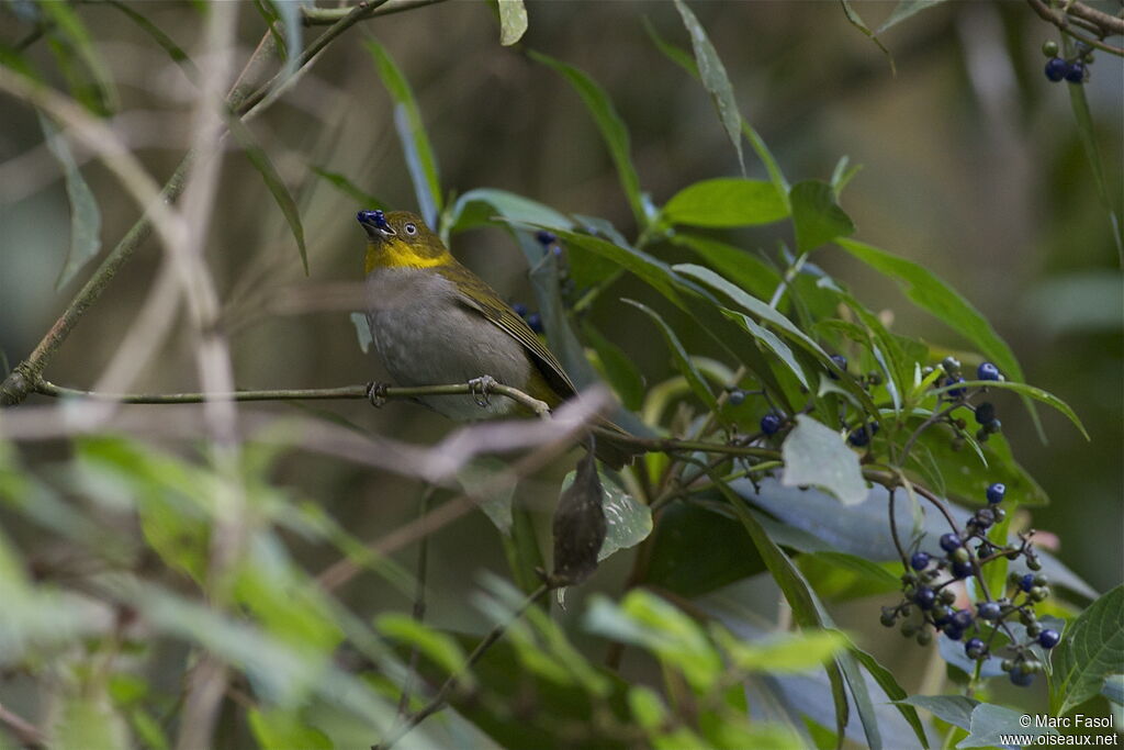 Yellow-whiskered Chlorospingusadult, identification, feeding habits