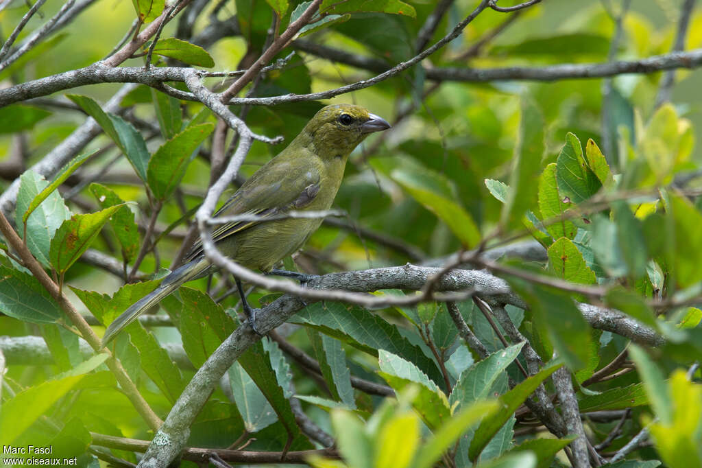 Tangara à camailimmature, identification