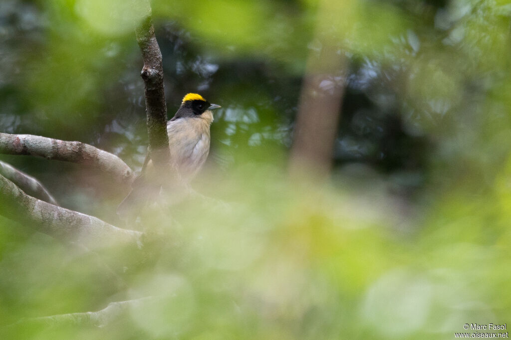 Tangara à front noiradulte, identification