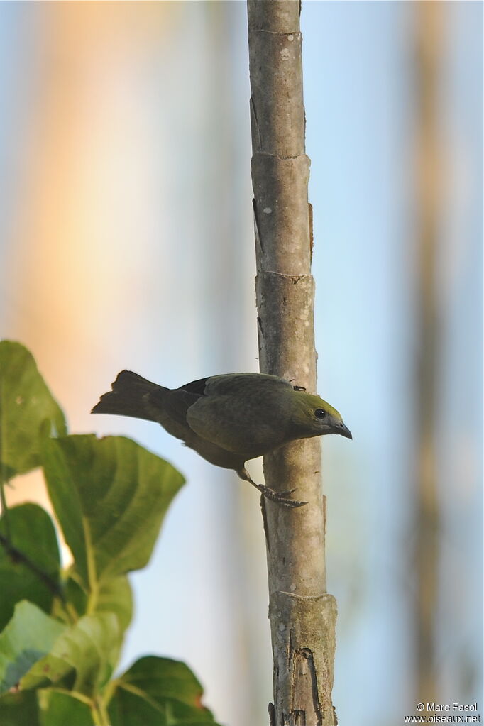 Tangara des palmiersadulte, identification