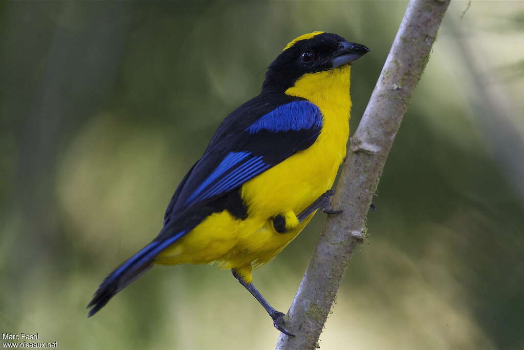 Tangara somptueux
