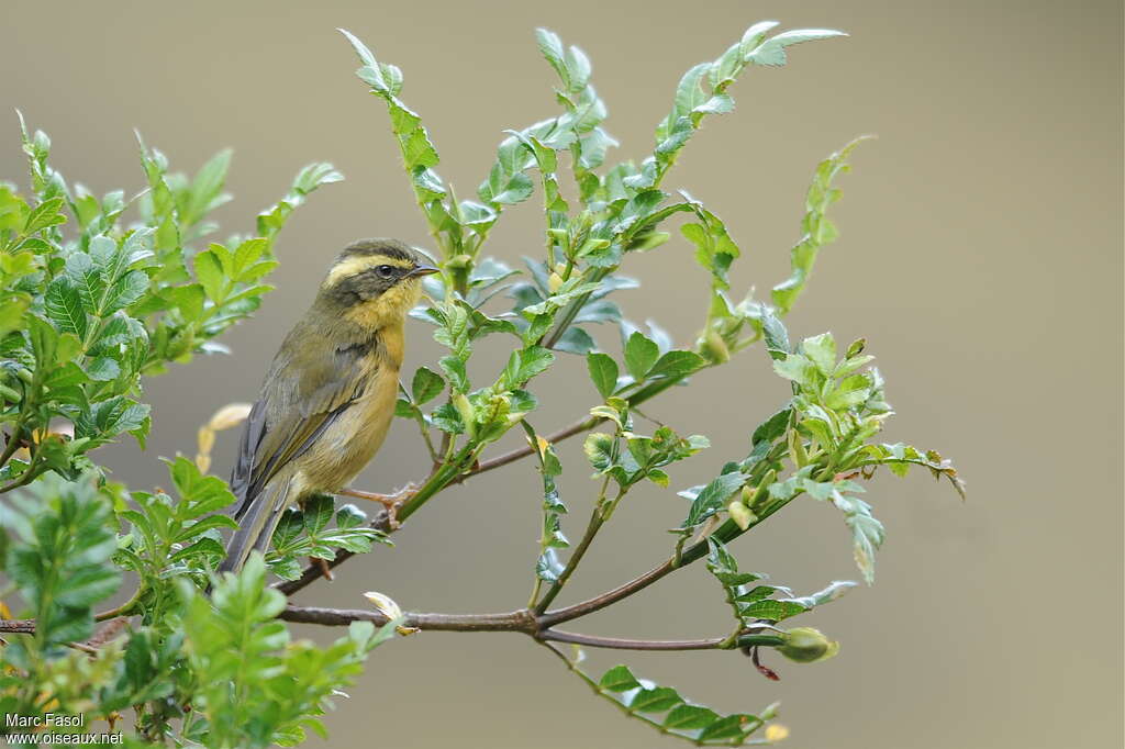 Tangara trifascié, identification