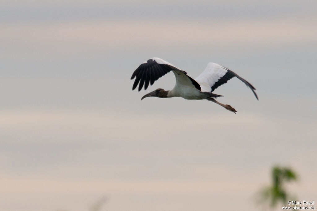 Wood Storkadult, Flight