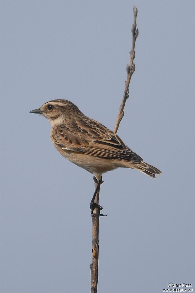 Tarier des prés, identification