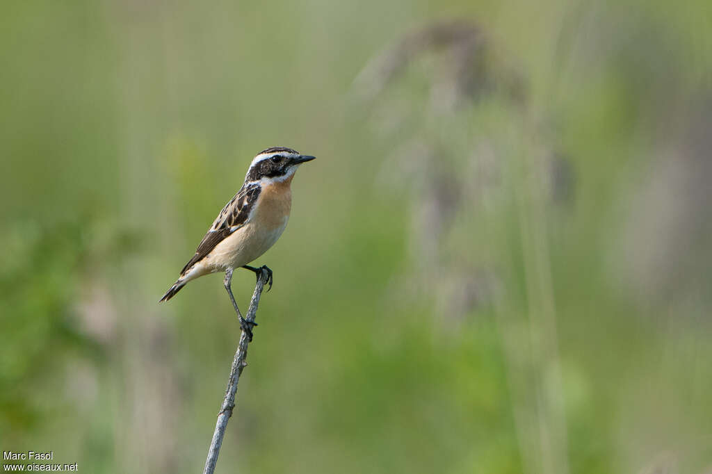 Whinchat male adult breeding, pigmentation, Behaviour