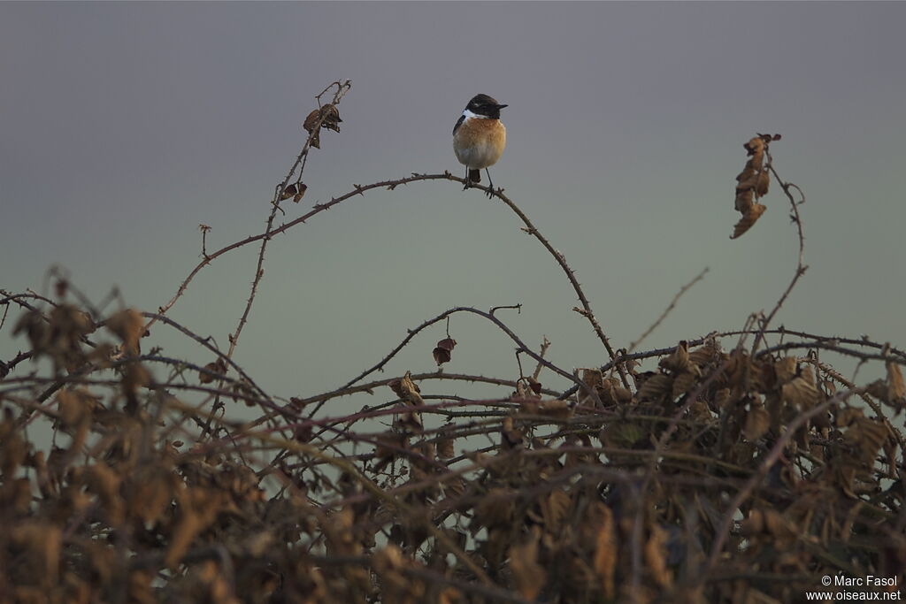 European Stonechat male, identification, Behaviour