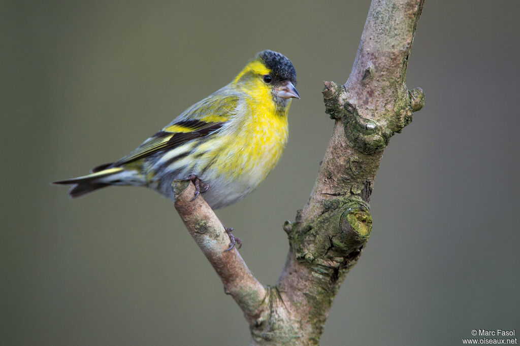 Eurasian Siskin male adult breeding, identification