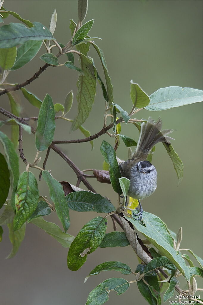 Taurillon uniadulte, identification, Comportement