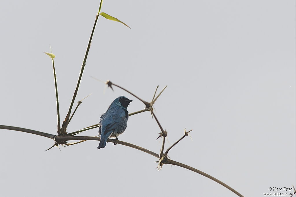 Swallow Tanager male adult, identification
