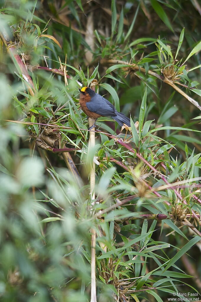 Plushcapadult, identification