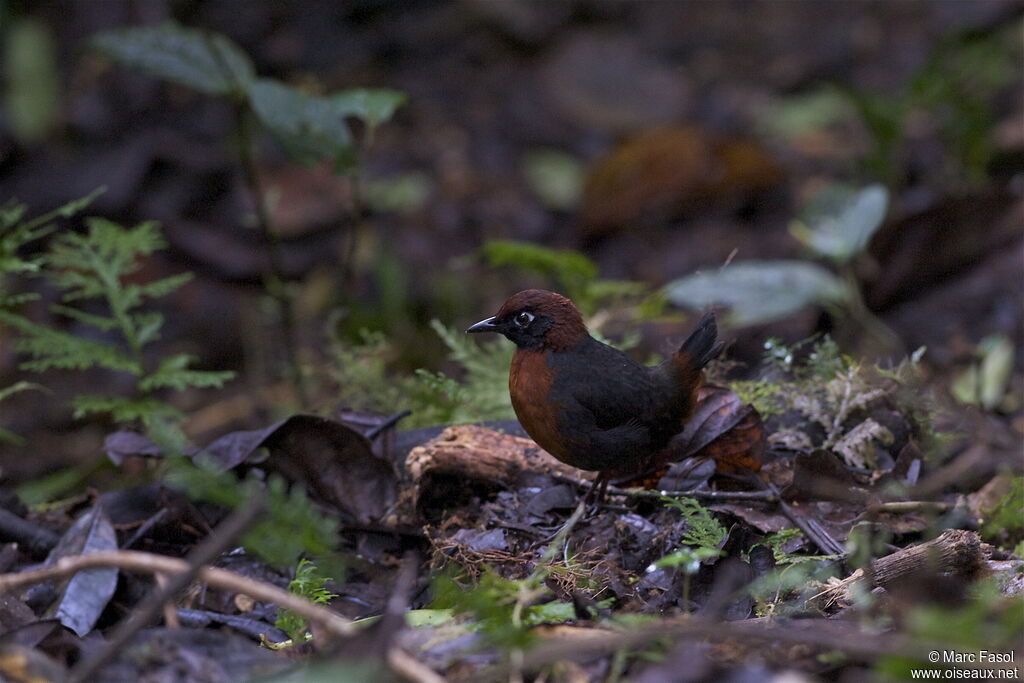 Rufous-breasted Antthrushadult, identification, Behaviour
