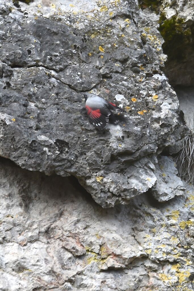 Wallcreeper male adult breeding, identification, Behaviour