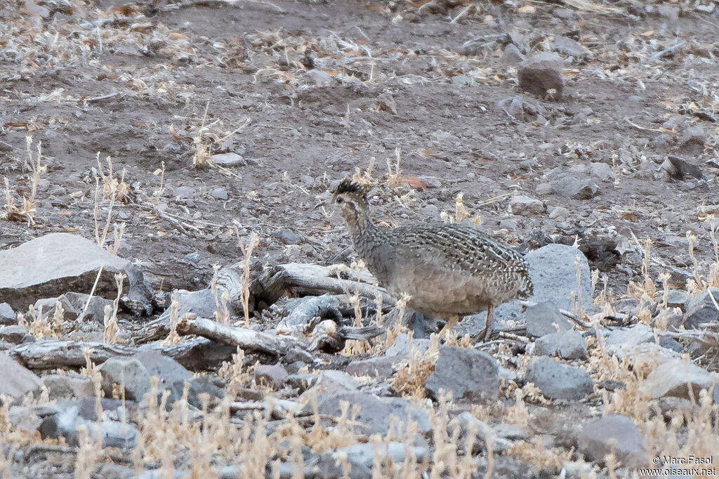 Tinamou perdrixadulte, marche