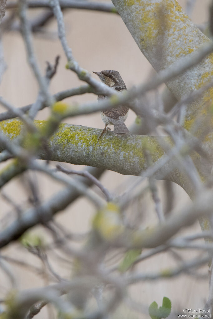 Torcol fourmilieradulte, identification