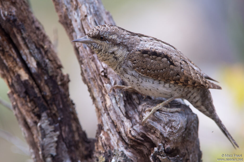 Torcol fourmilieradulte, identification, camouflage