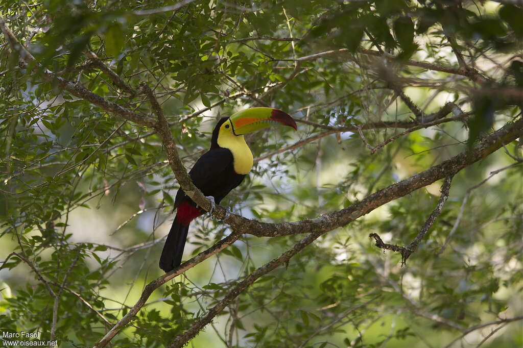 Toucan à carèneadulte nuptial, habitat, pigmentation