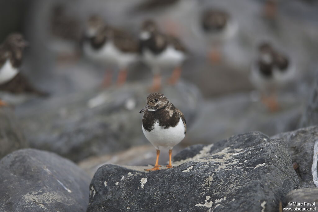 Tournepierre à collier, identification, Comportement
