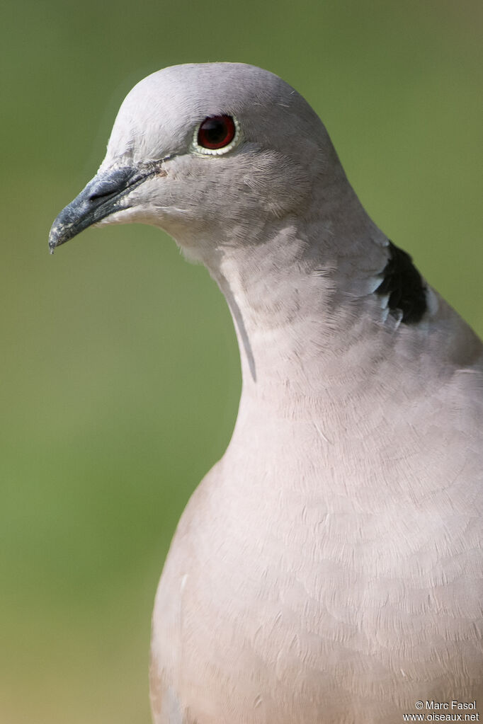 Tourterelle turqueadulte, portrait