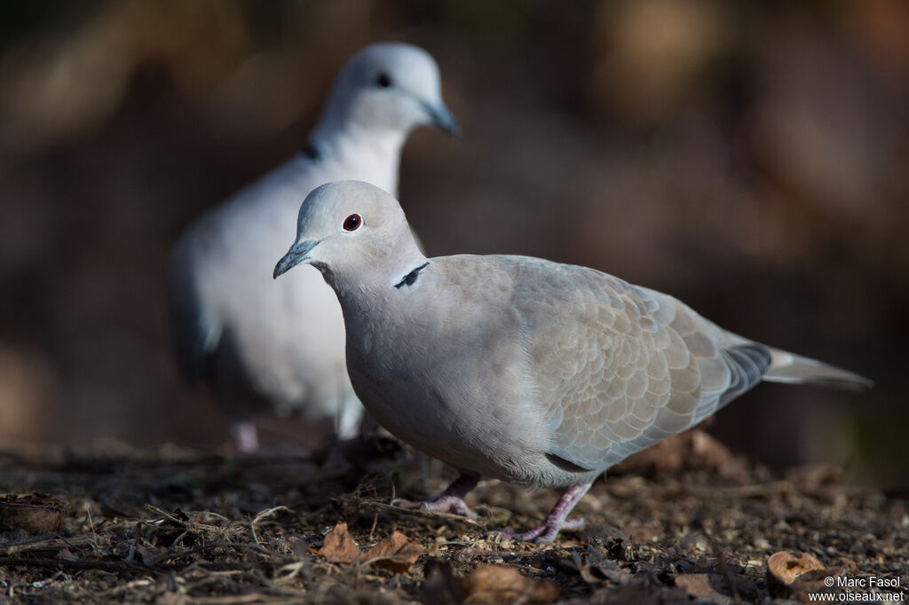 Eurasian Collared Doveadult